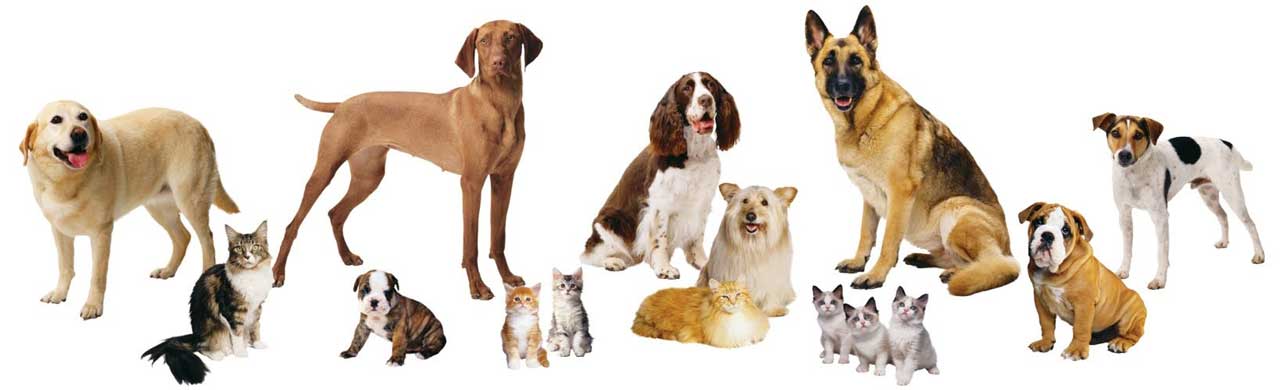 We love cats and dogs